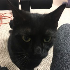 Meet your Posher, Dawn